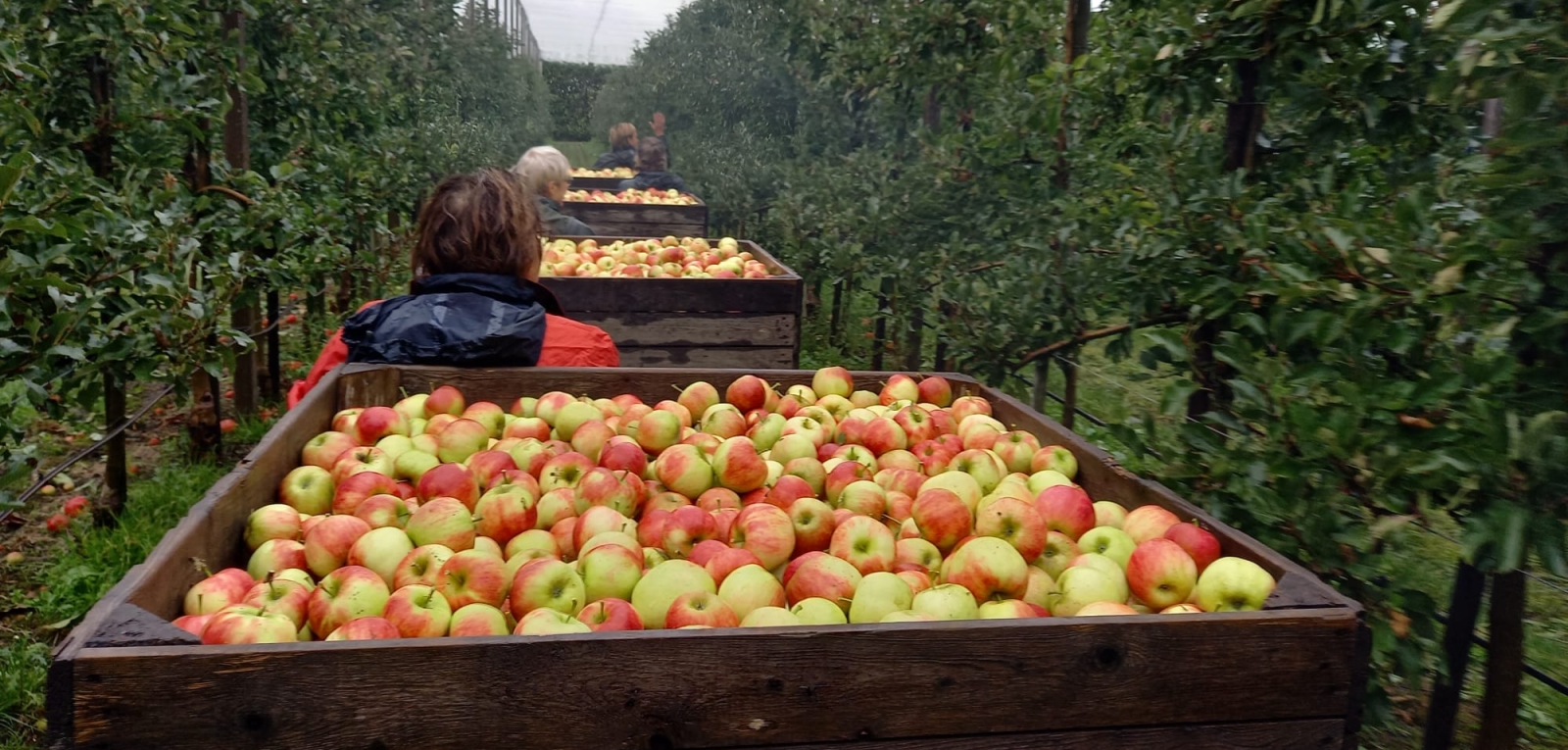 Appels plukken - His Reflection