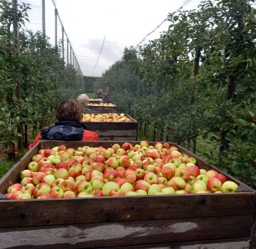 Appels plukken - His Reflection